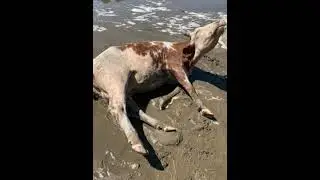 6-7.09.22 прошёл мощный циклон.... всем плевать... всё на самете....
