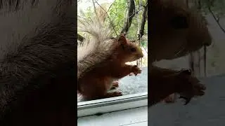 Дуся на окне