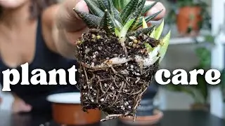 Daily houseplant care vlog! | Propagation, repots, & plant shelf