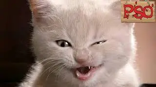 Приколы с котами  озвучка животных
