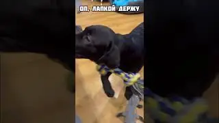 Учимся играть с канатиком🥰 #лабрадор #dog #собаки #лабрадоры #labrador #юмор #юмористическийконтент