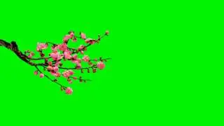 Roes green screen video free dwonlod