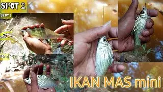 Tarikan IKAN KECIL TENAGA BABON!!
