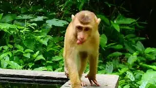 Playful Monkey Swinging and Climbing Through the Trees: A Close-Up Look at Jungle Life