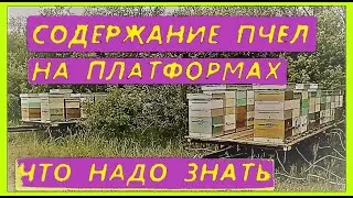 Плюсы и минусы содержания пчел на платформах, слеты при кочевке.