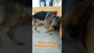 Wolfie wants to Play