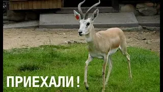 Новые обитатели зоопарка