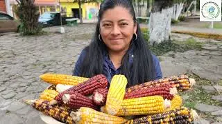 Defensa de semillas en Marcala, La Paz.