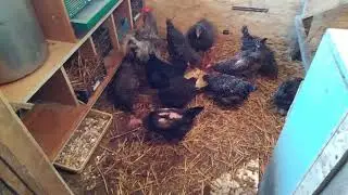 Мой новый курятник. Переезд.