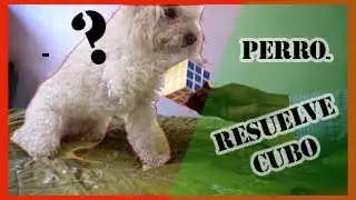 PERRO🐩 RESUELVE el (CUBO)🎲 rubik en {[5 SEGUNDOS]} dog Solve The Rubiks Cube in 5 seconds 🕠