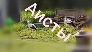 Аисты в деревне #аисты #деревня #дача