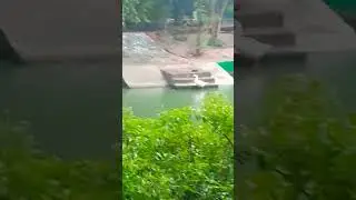 तालाब में तैरती बत्तख duck in pond #duckybhai #बत्तख