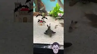 top5 pleco L91 dracula 