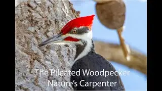The Pileated Woodpecker, Nature's Carpenter