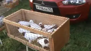 Ярмарка голубей г.Славянск-на-Кубани 17.10.2021г. 1часть