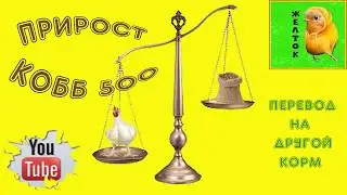 Прирост бройлера на новом комбикорме