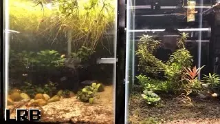 Friday Night Live Q&A Freshwater Aquarium Keeping Fish Shrimp and Plants