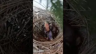 birds from egg to fly