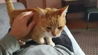 There's Nothing Cozier Than a Purring, Cuddling Cat