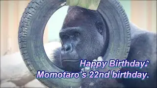July 3 is the 22nd birthday of Momotaro, the father of Nishigorilla. Happy birthday.