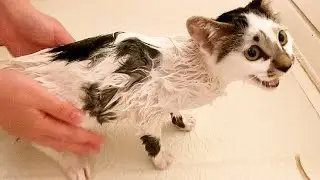 Kitten Taking A Bath With Loudest Meow