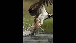 eagle attack fish 