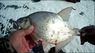 как поймать подлещика и пелядь