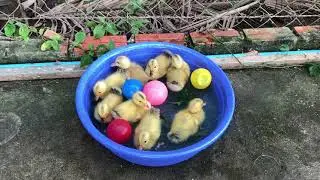 Lovely duck feeding and swimming so cute