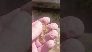 Шок!!! Находка!!! Бомба!!! #metaldetecting #монеты #коп #metaldetector #coin #md #мд #garrett #поиск