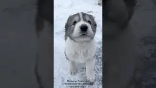 Пометы Р и С сезона 2022  В питомнике есть щенки  +79048881825 viber whatsapp www.timertash.ru