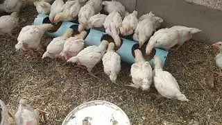 2024 6 16 Мешанка для бройлеров