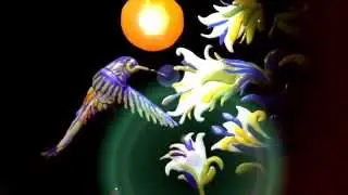 Kolibry fun