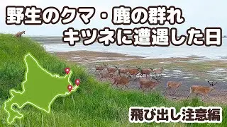 07【北海道一周 車中泊の旅】知床で野生のクマと遭遇！～この世の果て？野付半島で鹿の群れと戯れるキツネを観察 -犬連れ夫婦キャンプ-