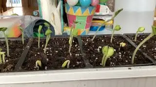Planted the baby pumpkin[gourd]'s seeds 5 or 6 days ago and their HUGE!