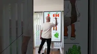 Irregular Plurals Compilation!