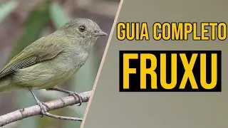 Fruxu: Guia completo de criação!