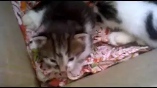 Котята Маркизы