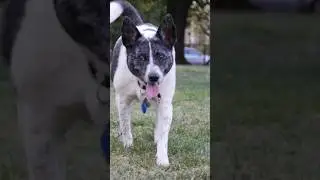 Dog walking in the garden