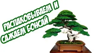 ПРИСЛАЛИ СЕМЕНА БОНСАЙ, САЖАЕМ ЧАСТЬ 1