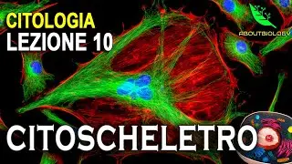 Il CITOSCHELETRO -Citologia Lezione 10