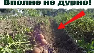 Уборка картофеля мотоблоком мтз Беларус с плугом!