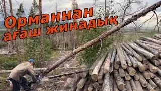 Орманнан ағаш жинадық | Баянауылдын табиғаты #ауылөмірі #ауылшаруашылығы #ауылым #орман