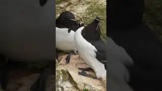 The razorbill ecstatic pose 