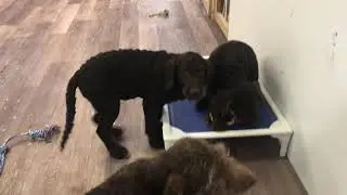 F1 Labradoodle Puppies Playing