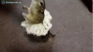 Грызун балерун