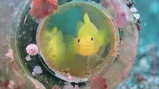 Yellow Gobi that lives in a Bottle