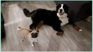 DE GROOTSTE VRIENDJES! - JILL VLOG 