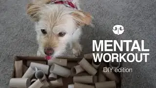 TOILET PAPER ROLLS - DIY Mental Workout for Dogs