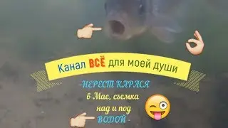 Нерест карася в Мае. Съемка над и под водой.