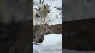 Собачки отличились!